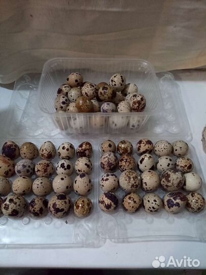 Яйца перепелиные домашние