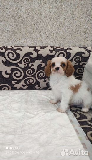 Кинг чарльз спаниель