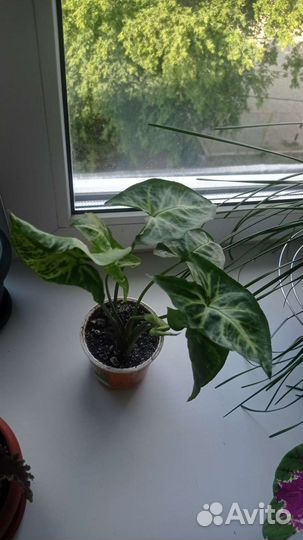 Папоротник, зефирантес