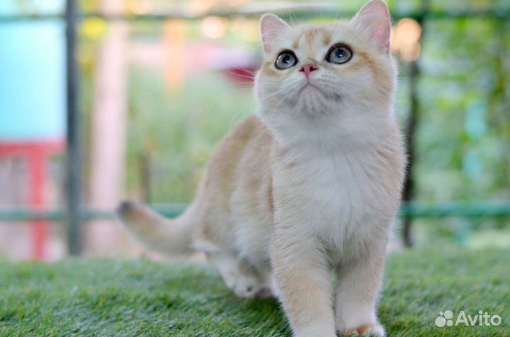 Кот золотая шиншилла