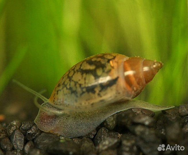 Аквариумные рыбки гуппи, анциструсы, улитки Физа