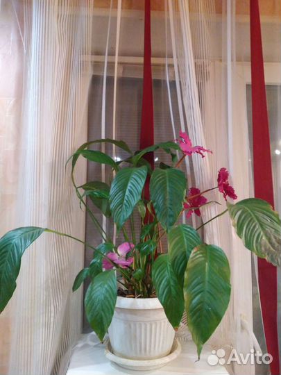 Спатифиллум