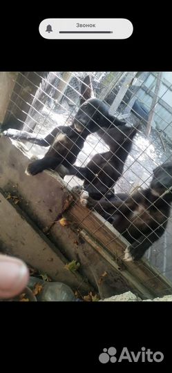 Отдам в добрые руки щенков