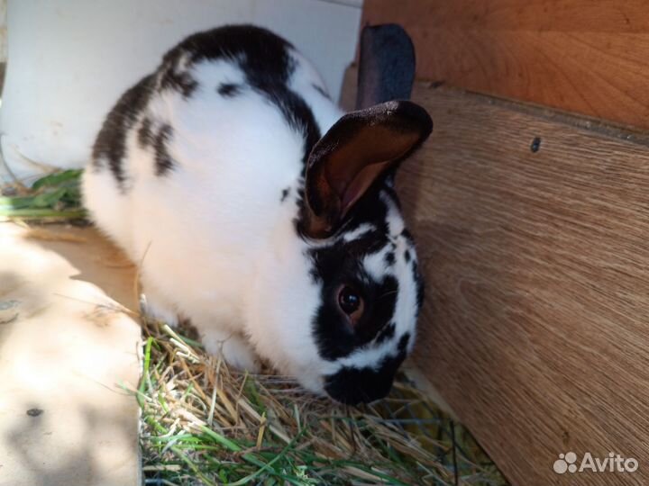 Кролик самец