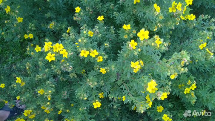 Лапчатка для дачи желтая