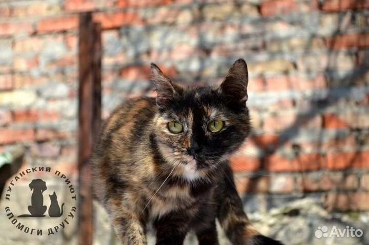 Котик с сво