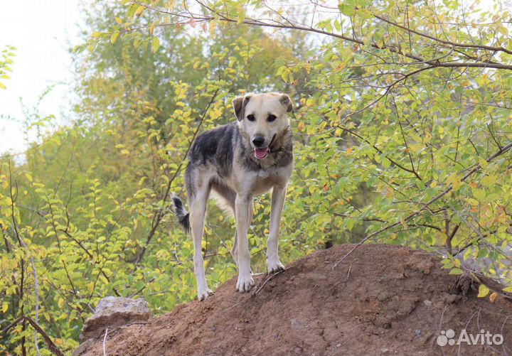 Луна ищет дом