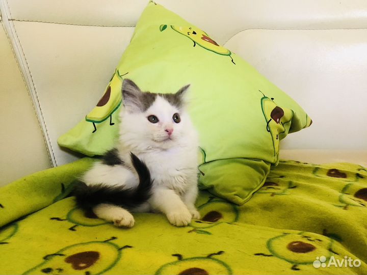 Котенок в дар бело-голубого окраса