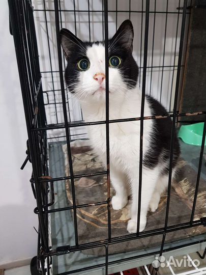 Кот Сёма ищет дом