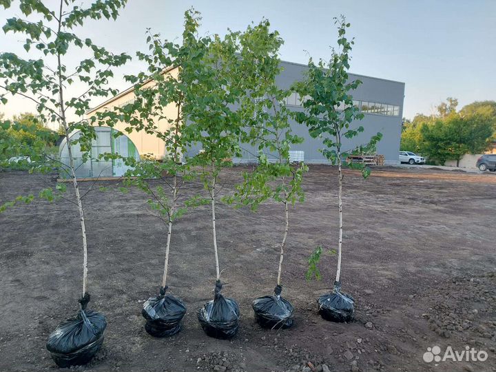 Саженцы Березы