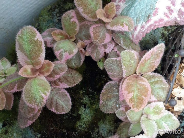 Эписция, каладиум, гемиграфис, фиалка