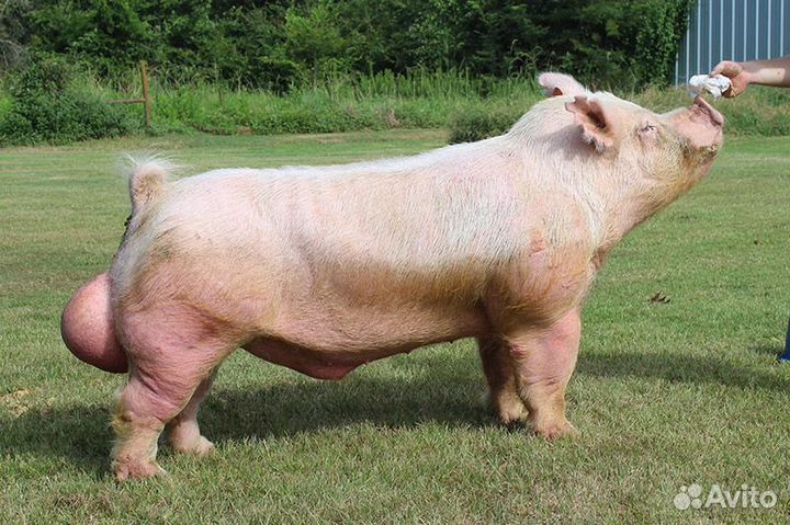 Хряк на племя