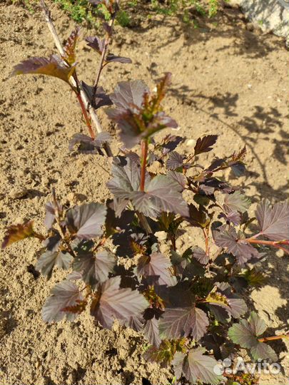 Спирея серая, пузыреплодник