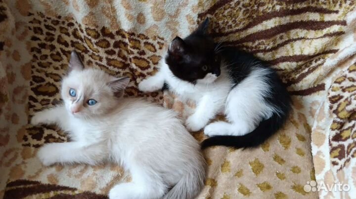 Кошка в дар