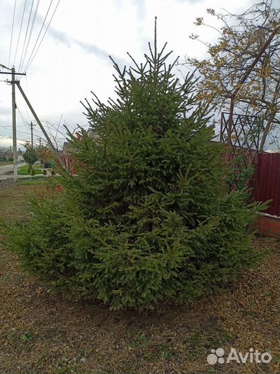 Ель новогодняя живая