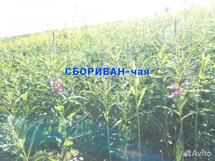Иван-чай с чагой, 200 гр (чагачай)