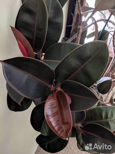 Фикус эластика абиджан черный