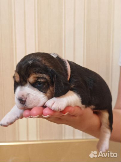 Бронирование щенков Бигля