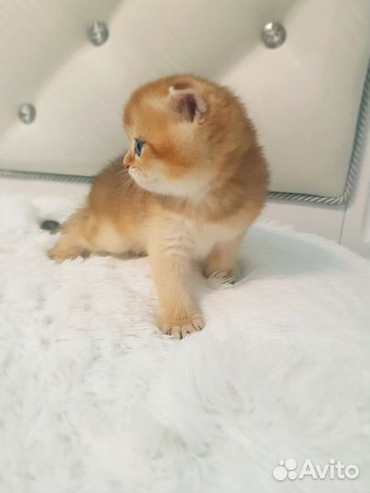 Золотая шиншилла мальчики и девочки
