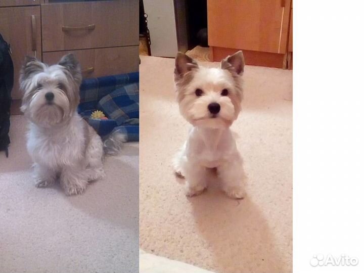 Стрижка собак м. бибирево, алтуфьево, медведково