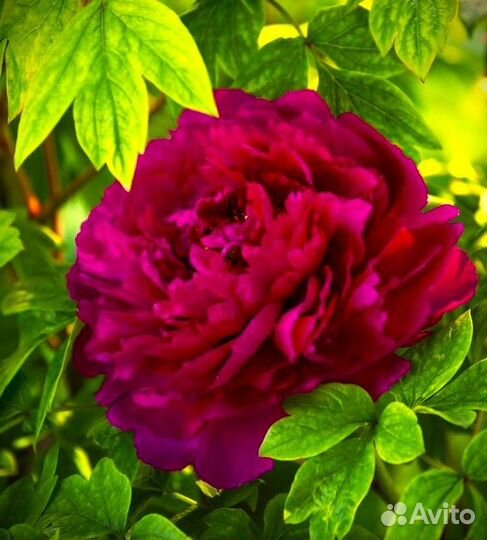 Пион древовидный Red Flower Hidden Among Twigs Саж