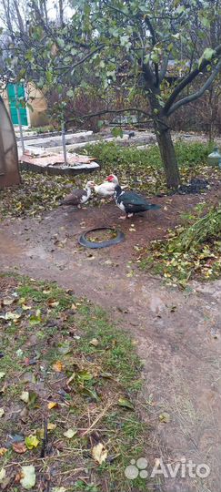 Мускусные утки