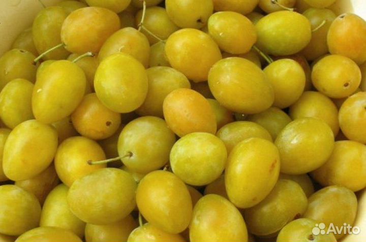 Слива желтая на 18.08.23