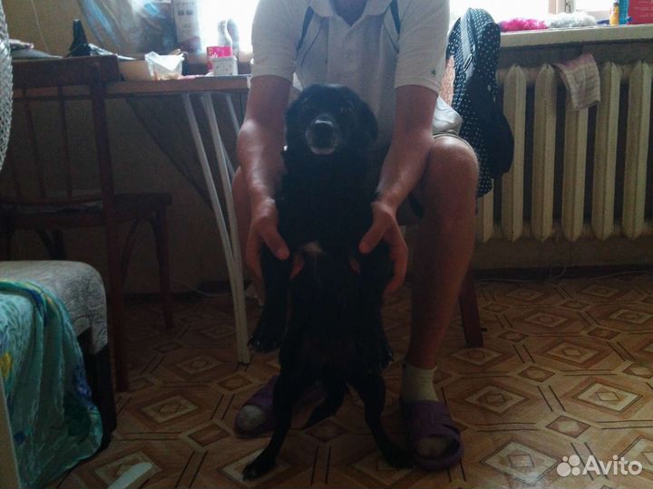 Собака в добрые руки отдам бесплатно