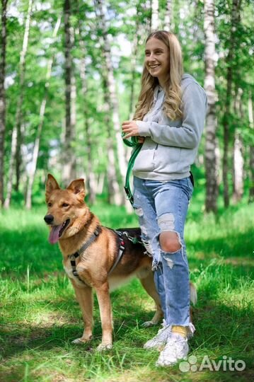 Небольшая собака из приюта ждет семью