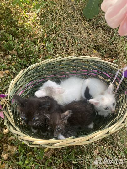 Котенок Джерри. Курильский бобтейл