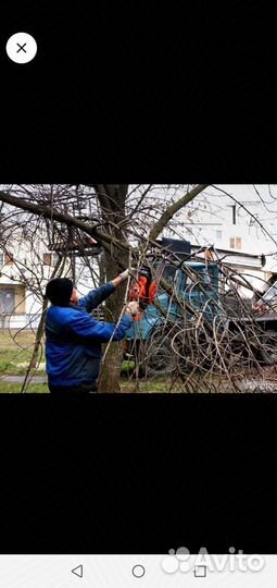 Продажа берёзы