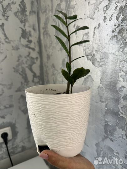 Замиокулькас с горшком