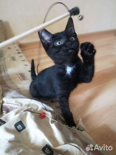 Победитель розового гламура