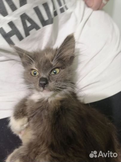 Котеночек в добрые руки
