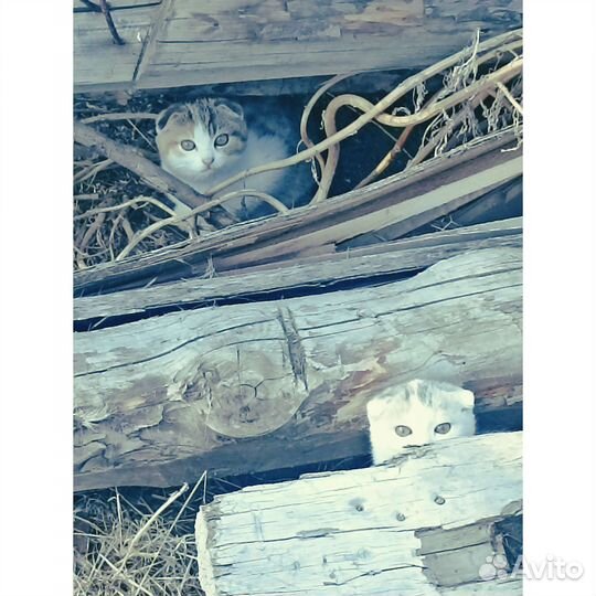 Отдам бесплатно