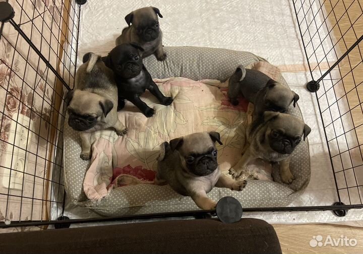 Щенки мопса