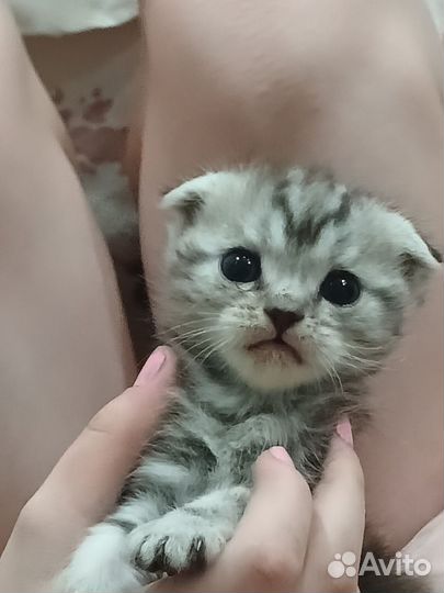 Шотландская вислоухая