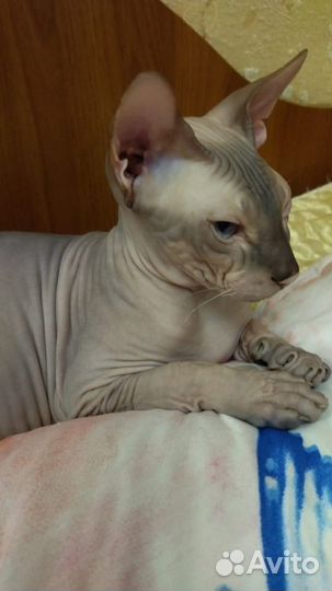 Донской сфинкс вязка