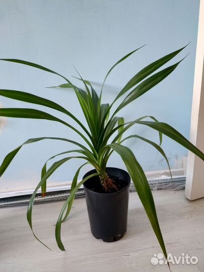 Пальма панданус