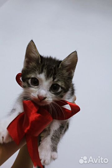 Котёнок с интересным окрасом