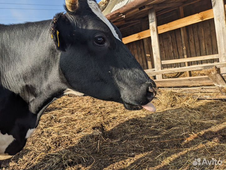 Продам двух коров стельных в запуске отел в январе