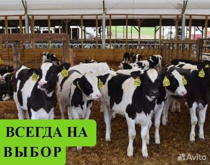 Бычки и телята от месяца