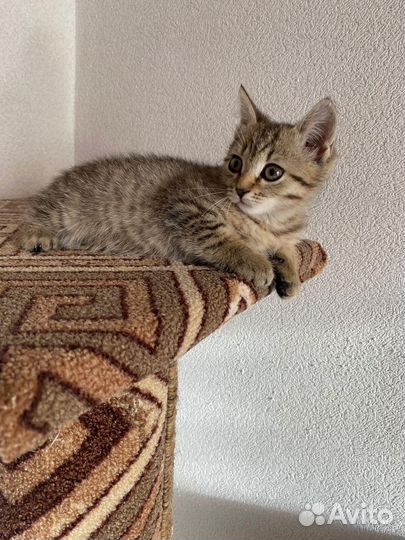 Котики ищут дом