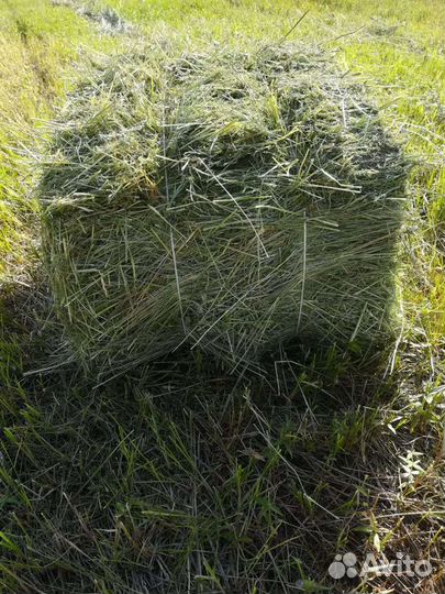 Сено в тюках