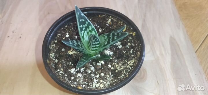 Гастералоэ авео (Gasteraloe)