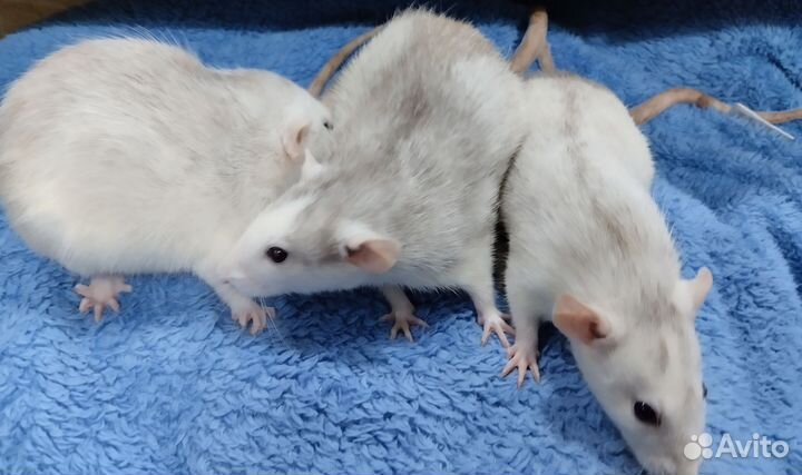 Крысята Дамбо Хаски на подарок