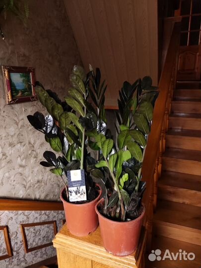 Замиокулькас черный равен