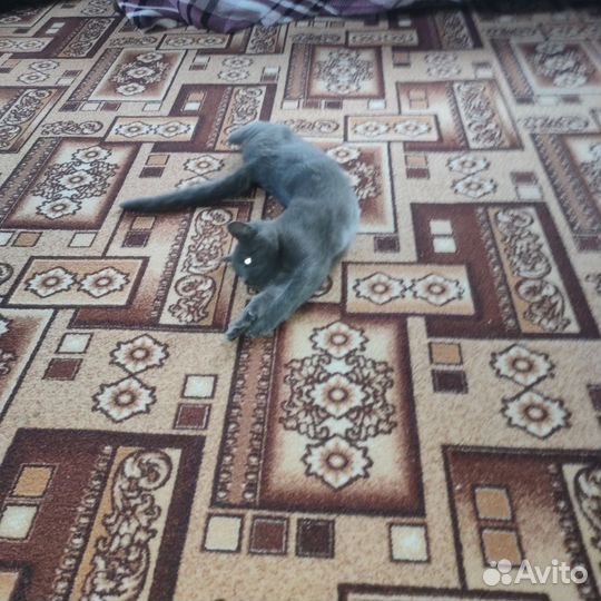 Кот в добрые руки
