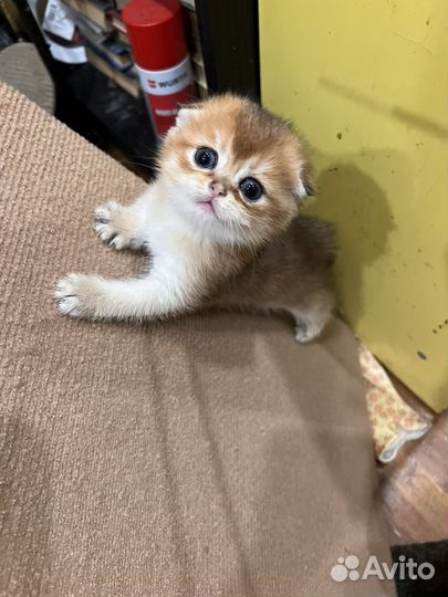 Золотая вислоухая малышка