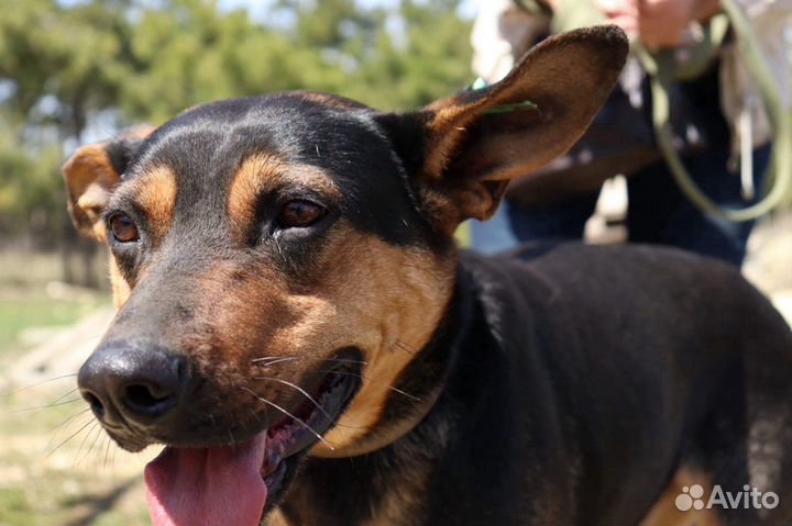 Дукат в добрые руки